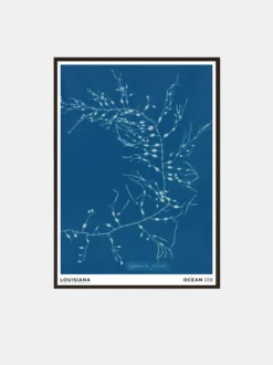 Anna Atkins - Cystoseira Fibrosa