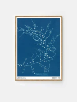 Anna Atkins - Cystoseira Fibrosa