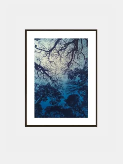 Blue Forest