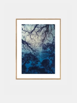 Blue Forest