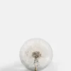 Botanical Paperweight - Dandelion