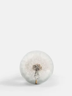 Botanical Paperweight - Dandelion