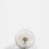 Botanical Paperweight - Dandelion - Small