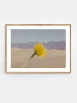 Nicole Mason - Desert Mirage