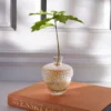 Robur Vase - Clear